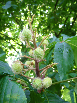 Fruits (marrons) présents dans une bogue souvent très épineuse. Agrandir dans une nouvelle fenêtre (ou onglet)